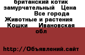 британский котик замурчательный › Цена ­ 12 000 - Все города Животные и растения » Кошки   . Ивановская обл.